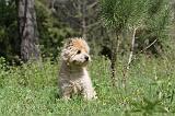 CAIRN TERRIER 151